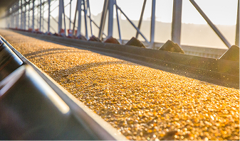 Grain on farm